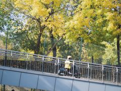 -三里屯东五街银杏大道