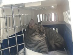 -关爱宠物医院·猫科中心·消化科(滨湖万达分院)