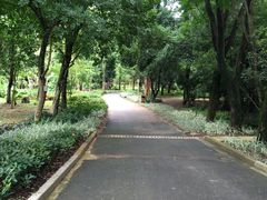 -南宁良凤江国家森林公园