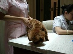 -宠爱国际动物医院·消化内科·心肾内科·ISFM猫友好(望京店)