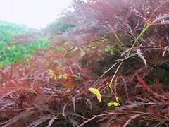 -嘉定紫藤园