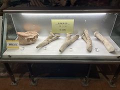 -河南自然博物馆