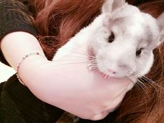 -藦茜花园宠物主题亲子互动体验馆(国顺东路店)