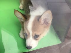 -萌兽医馆·眼科·异宠专科(三里屯店)