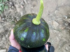 -鹫峰国家森林公园