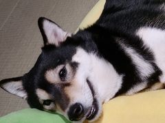 -逗柴咖啡屋·狗咖猫咖宠物桌游