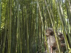 -泰山风景名胜区-普照寺