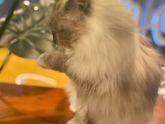 -Cappucimeow猫咪咖啡馆(韦伯时代店)