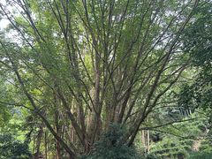 -梅州雁山湖国际花园度假区