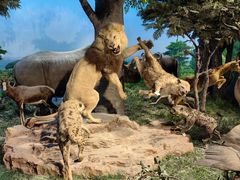 -国家自然博物馆