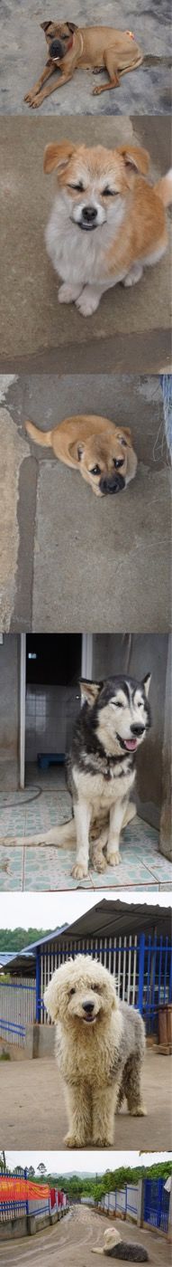 -成都爱之家动物救助中心