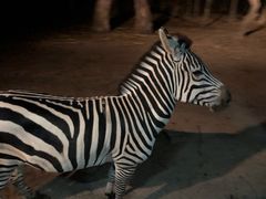 -清迈夜间动物园