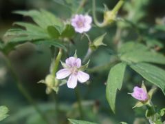 -黑龙江省森林植物园