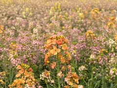 -中国天府农业博览园