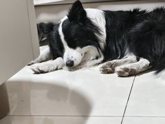 -美联众合动物医院·24h转诊中心