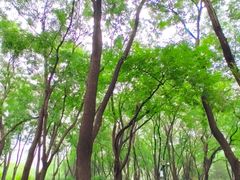 -玲珑塔公园