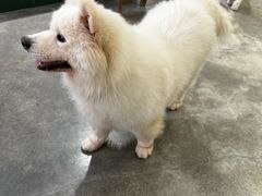 -more than meow吴止猫主题餐厅(承德 中船汇店)