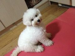 -翊宠yipet猫狗购宠庄园犬舍•猫舍