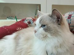 -楼上猫咖(罗湖店)