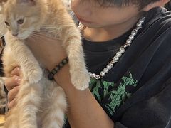 -楼上猫咖(罗湖店)