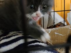 -平行世界·猫咖(首经贸店)