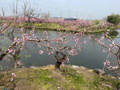 -南汇桃花村