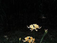 -杭州植物园