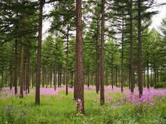 -塞罕坝国家级自然保护区