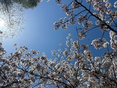 -鸡鸣寺