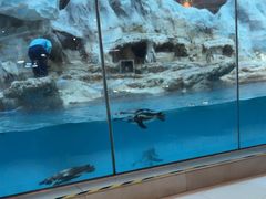 -帝企鹅自助餐厅•儿童岛•真企鹅(长隆企鹅酒店)