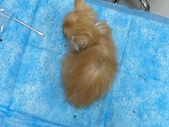 -纳吉亚猫专科动物诊疗中心(蒋宅口分院)