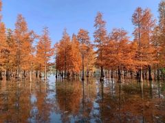 -白鹭湾湿地公园