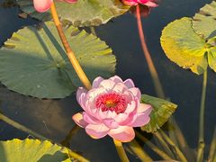 -云溪植物园