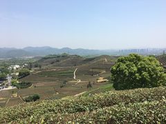 -龙坞茶村