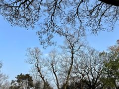 -上海佘山国家森林公园天马山园