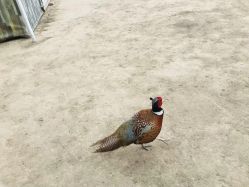 -萌宠亲子动物乐园(槐房万达店)