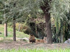 -北京野生动物园