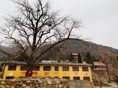 -遵化市禅林寺古银杏风景园