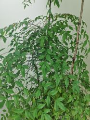 -HEYAN荷妍专业脱毛连锁机构