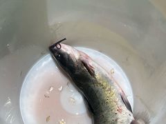 -三味鱼屋(琥珀山庄店)