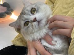 -COLOR PETS 撸猫馆·购猫·猫咖(长风大悦城店)