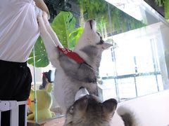 -Husky Go! 哈士奇体验馆·宠物咖啡厅狗咖