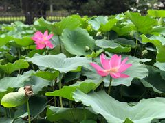 -莲花池公园