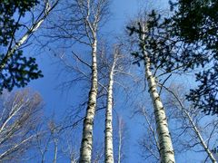 -峡谷浮石林景区
