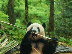 -中国大熊猫保护研究中心雅安碧峰峡基地