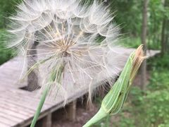 -羊亭河湿地公园