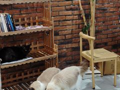 -豆逗聊愈猫阁Easy Life
