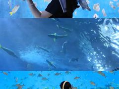 -合肥海洋世界