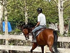 -北京群众马术培训基地