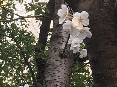 -玛格萝妮比萨屋(四平店)